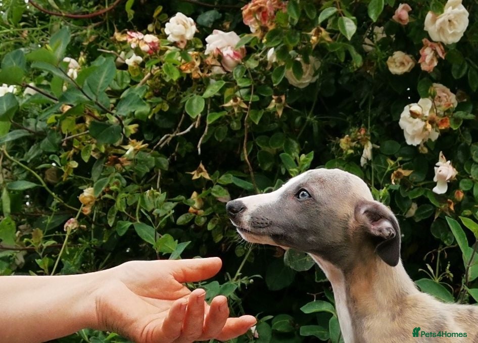 Whippet dogs Brindle whippets  - Advert 1