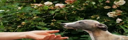 Whippet dogs for sale: Brindle whippets  in Holyhead - Advert 1