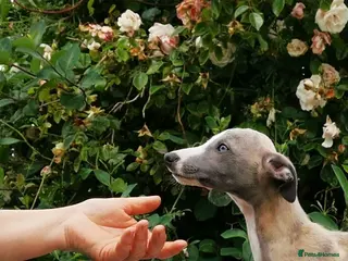 Whippet dogs Brindle whippets - Advert 1