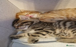 Domestic Shorthair cats for sale: 6 Adorable DSH kittens! Ginger & tabby babies ❤️  - Image 12
