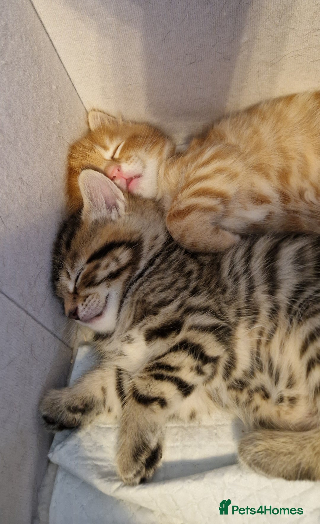 Domestic Shorthair cats for sale: 6 Adorable DSH kittens! Ginger & tabby babies ❤️  - Image 12