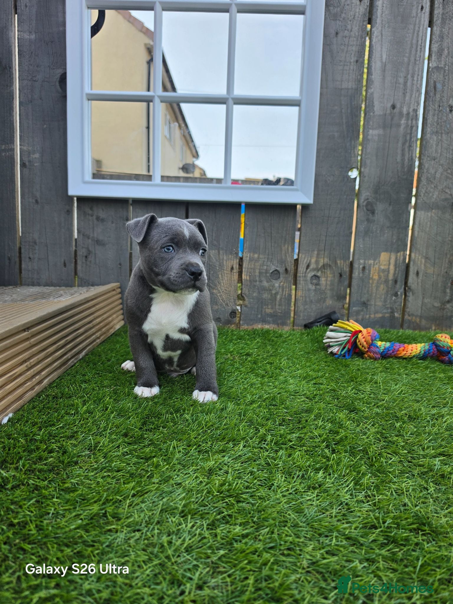 Staffordshire Bull Terrier dogs LAST BOYKc registered blue staffys - Advert 3