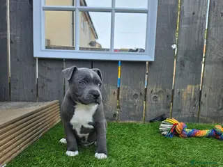 Staffordshire Bull Terrier dogs LAST BOYKc registered blue staffys - Advert 1