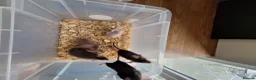 Mouse rodents for sale: Fancy pet mice for sale £8 each  - Advert 6