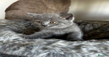 British Shorthair cats - Advert 4