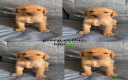 Labrador Retriever dogs for sale: Labrador Retriever Fox Red KC Registered  - Image 3