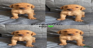 Labrador Retriever dogs - Advert 4