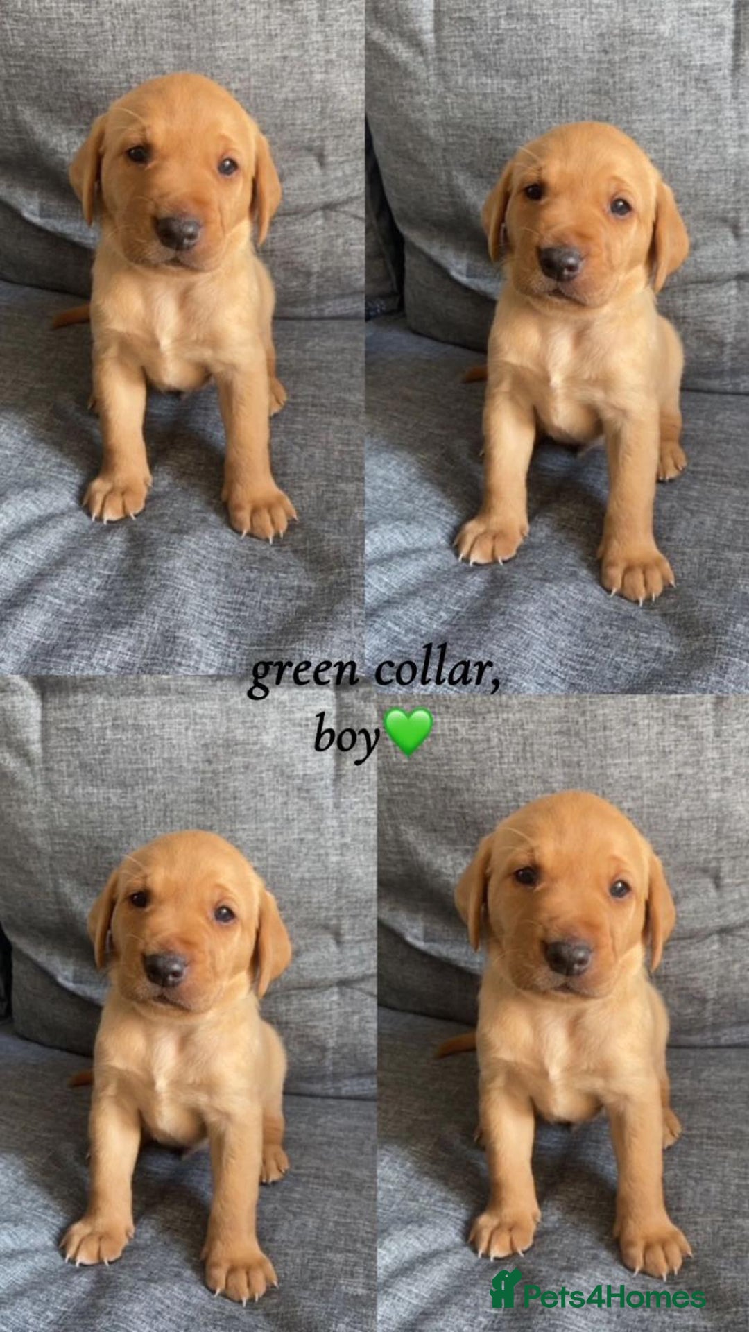 Labrador Retriever dogs for sale: Labrador Retriever Fox Red KC Registered  - Image 3