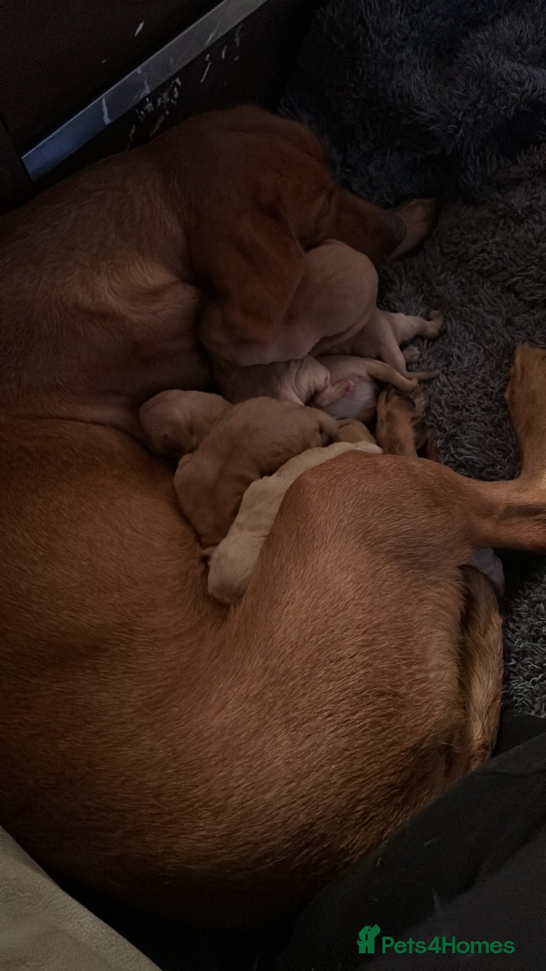 Labrador Retriever dogs for sale: Labrador puppies - Advert 2