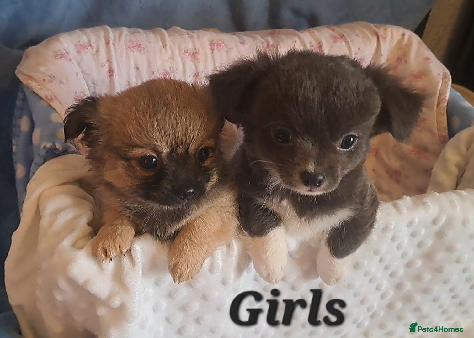 Chihuahua dogs Ready to leave 3 long coat chihuahua pups - Advert 19