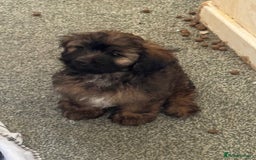 Shihpoo dogs for sale: 4 shihpoo males ready now in Telford - Image 21
