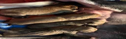 Lurcher dogs for sale: 3 beautiful lurcher pups  in Bacup - Advert 3