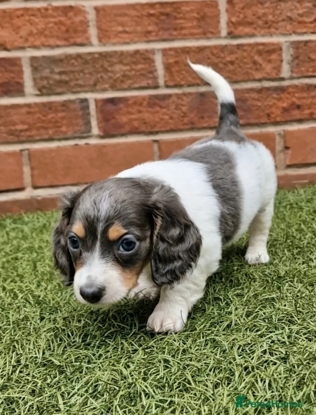 Miniature Dachshund dogs for stud: BLUE DAPPLE PIEBALD STUD CARRYING LONG HAIR CHOCO in Liverpool - Advert 20