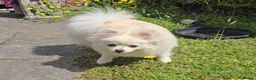 Pomeranian dogs for sale:  7m Female Pomeranian Looking for a Loving Home - Advert 3