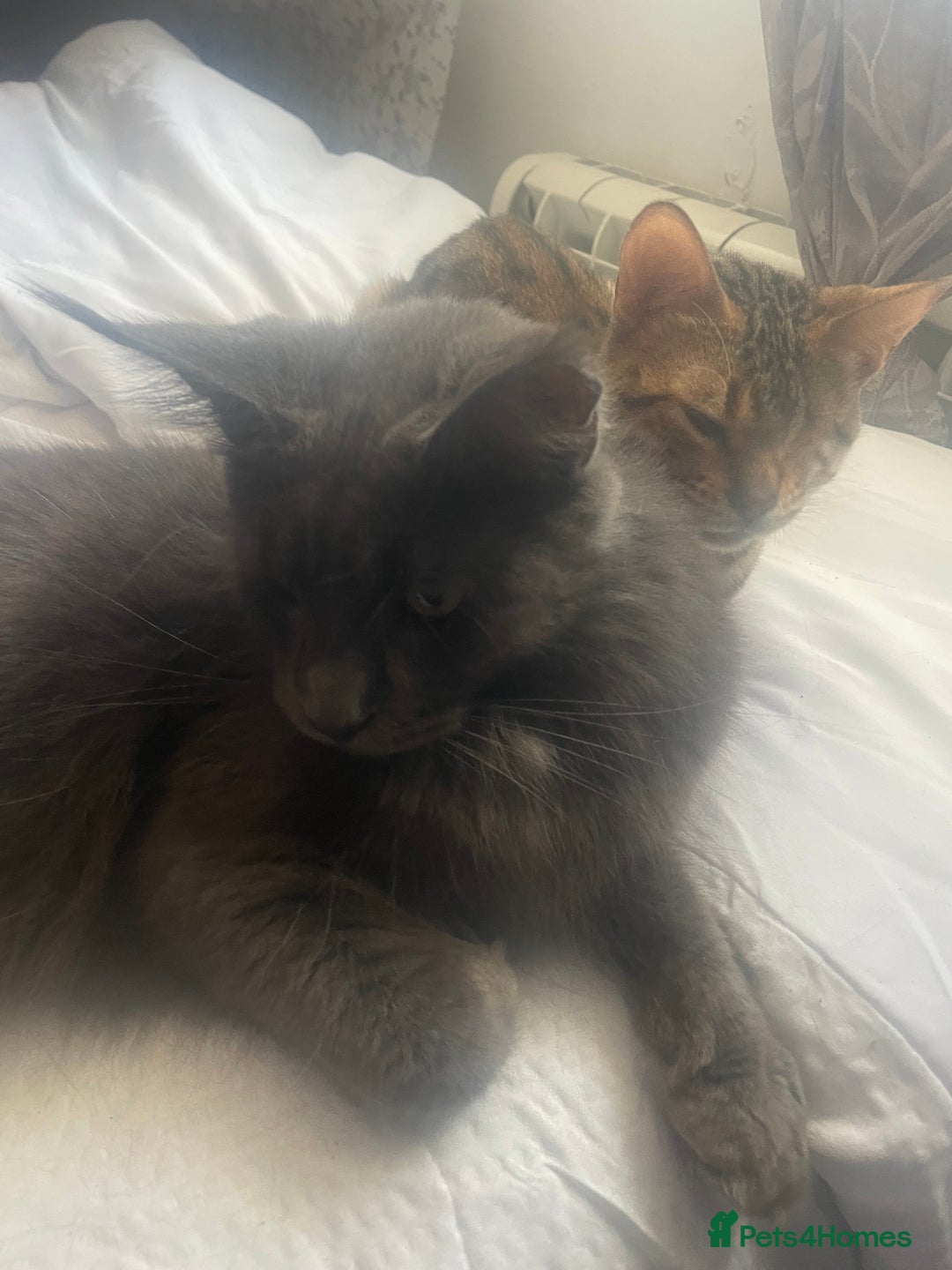 Maine Coon cats for sale: Female Maine coon  - Advert 3