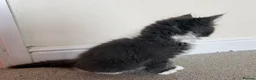 Mixed Breed cats for sale: Ragcoon Kitten - Advert 12