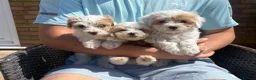 Maltipoo dogs for sale: Maltipoo puppies  - Advert 16