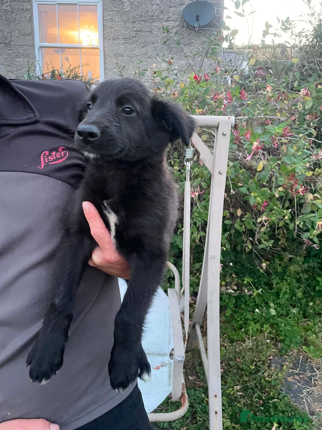 Mixed Breed dogs for sale: 2 gorgeous black and white boys left!! - Advert 2