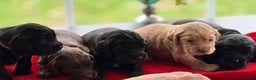 Cocker Spaniel dogs for sale: Working Cocker Spaniel Puppies - Advert 1