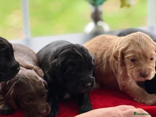 Cocker Spaniel dogs Working Cocker Spaniel Puppies - Advert 2
