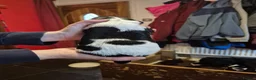 Springador dogs for sale: Springador X English springer spaniel pups - Advert 21