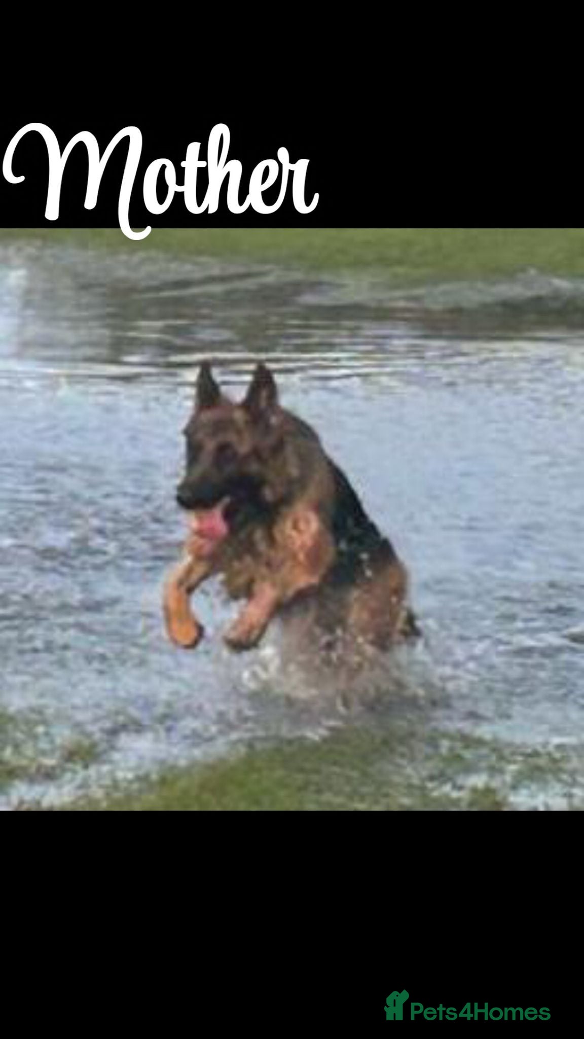 German Shepherd dogs  KC REGISTERED LONG-COAT GERMAN SHEPHERDS  - Advert 2