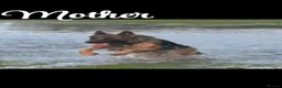 German Shepherd dogs for sale:  KC REGISTERED LONG-COAT GERMAN SHEPHERDS  - Advert 18