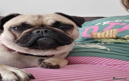 Frug dogs for sale: 2 year old female frug  - Image 1