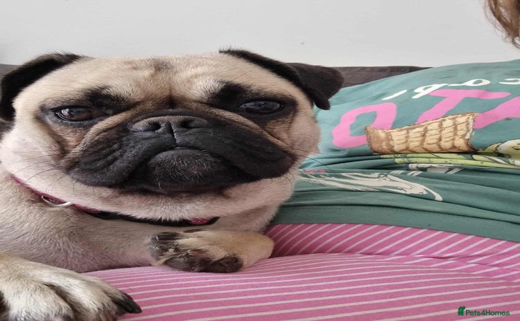Frug dogs - Advert 1