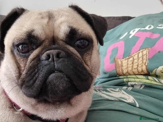 Frug dogs - Advert 24