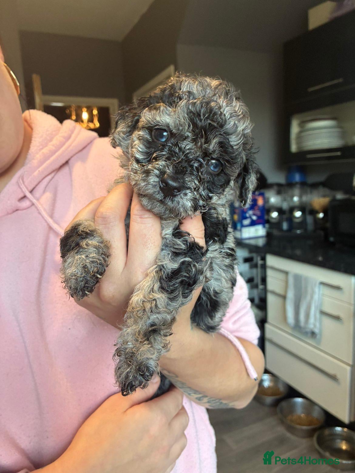 Jackapoo dogs for sale: F1b jackpoos  2 beautiful girls  - Advert 11