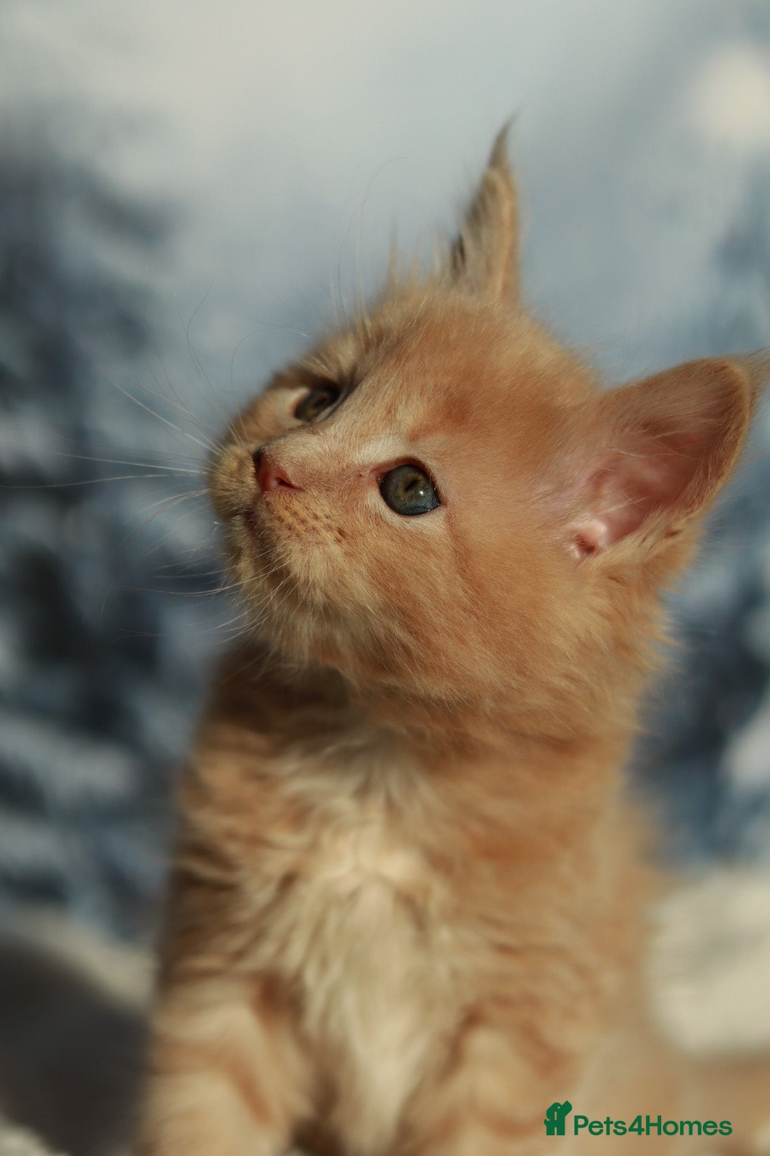 Maine Coon cats for sale: European line Mainecoon boy available.  - Advert 8