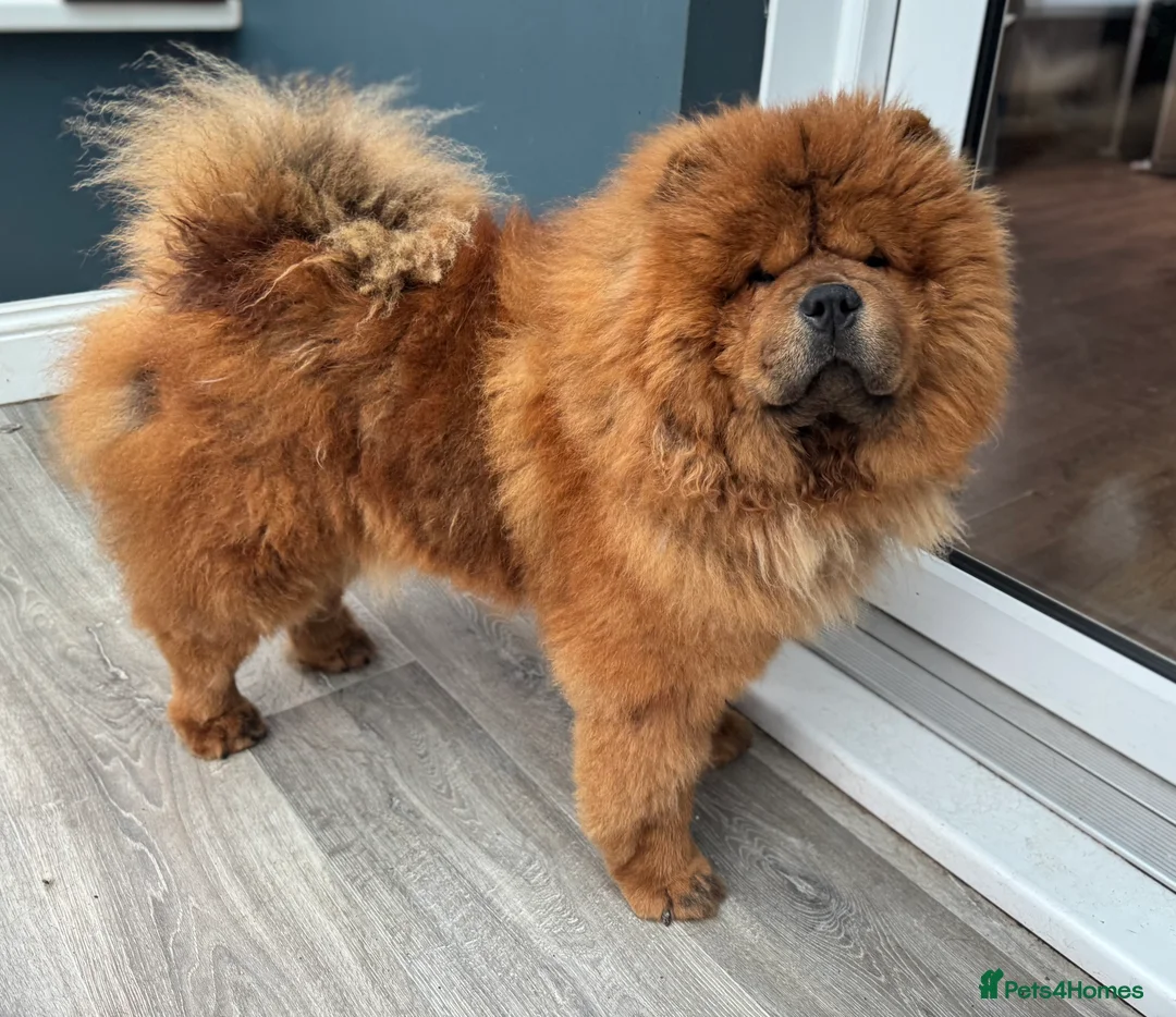 Chow Chow dogs for stud: Welcome to our superb stud team  - Advert 10