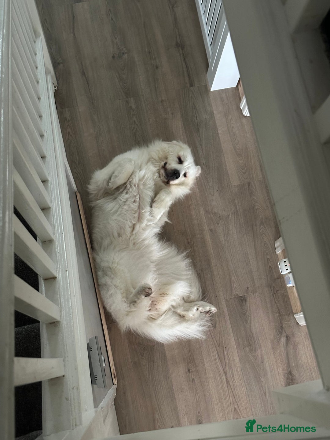 Pyrenean Mountain Dog dogs for sale: 3 Year Old Loving Girl  - Advert 8