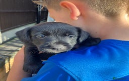 Patterjack dogs for sale: 2 little boys left for sale beautiful puppies - Image 7