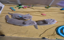 British Shorthair cats for sale: Full Britishshort hair kittens ready wendesday - Image 31