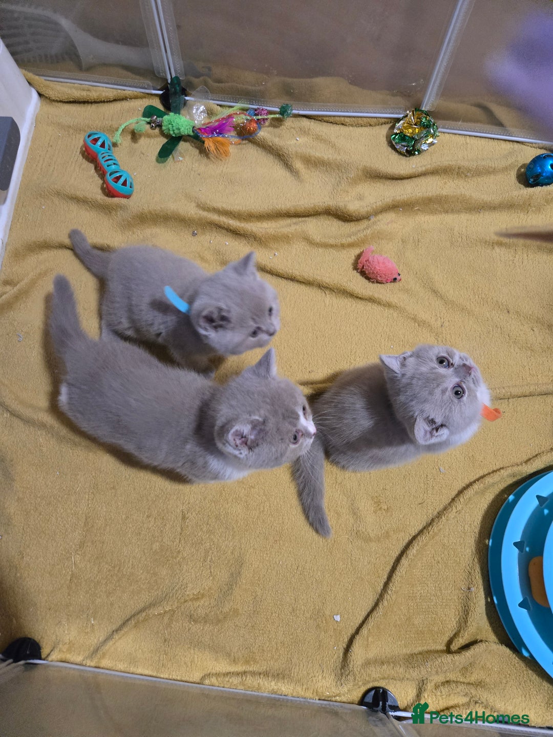 British Shorthair cats for sale: Full Britishshort hair kittens ready wendesday - Image 31