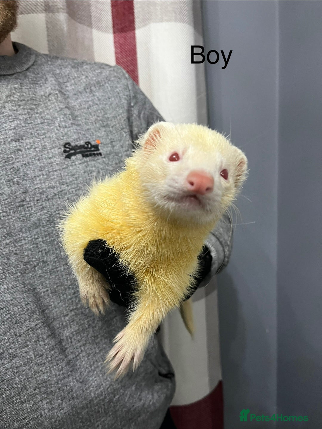 Ferret rodents for sale: 2 ferrets looking for a new home. - Advert 2