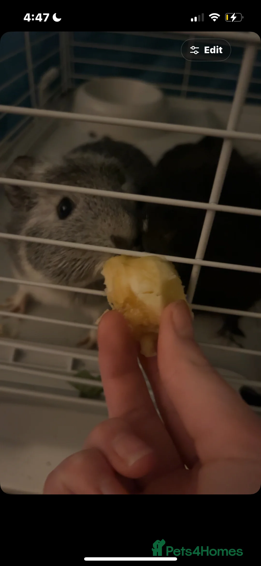 Guinea Pig rodents for sale: 2 Female young  guinea pigs for sale  - Advert 2