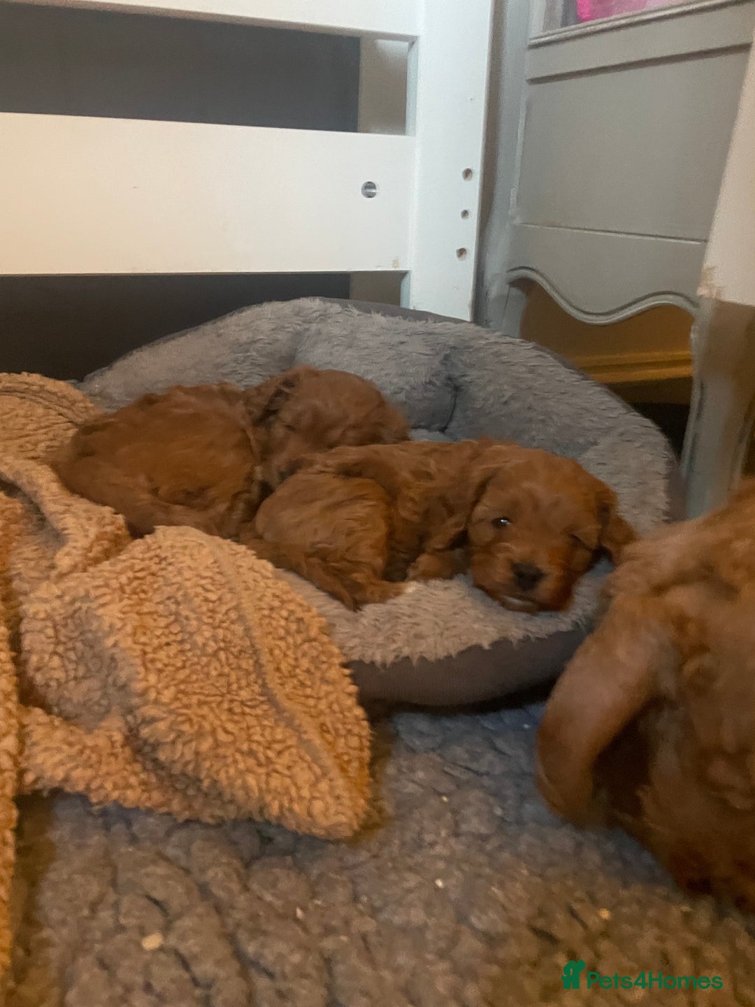 Cavapoo dogs for sale: F1b Cavapoooo  - Advert 15