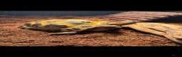 Hermann Tortoise reptiles for sale: Male tortoise for sale  in Hyde - Advert 3