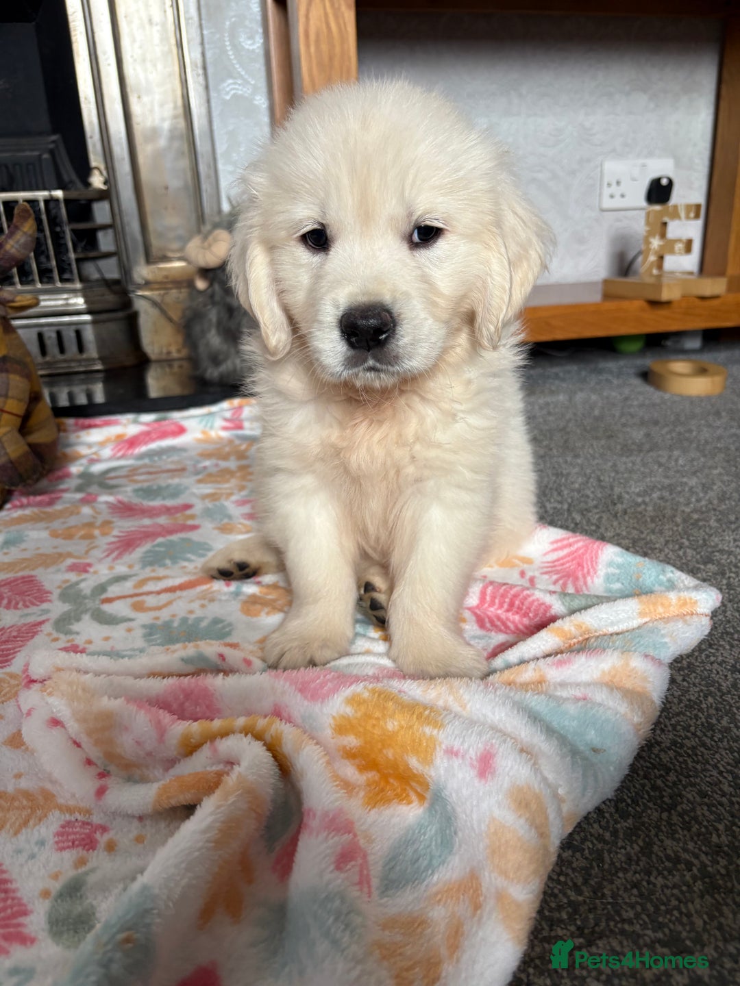 Golden Retriever dogs for sale: Golden retriever puppies  - Image 19