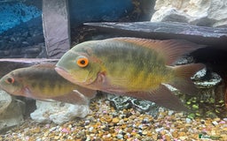 Cichlids fish for sale: Chocolate Chiclids  - Image 3