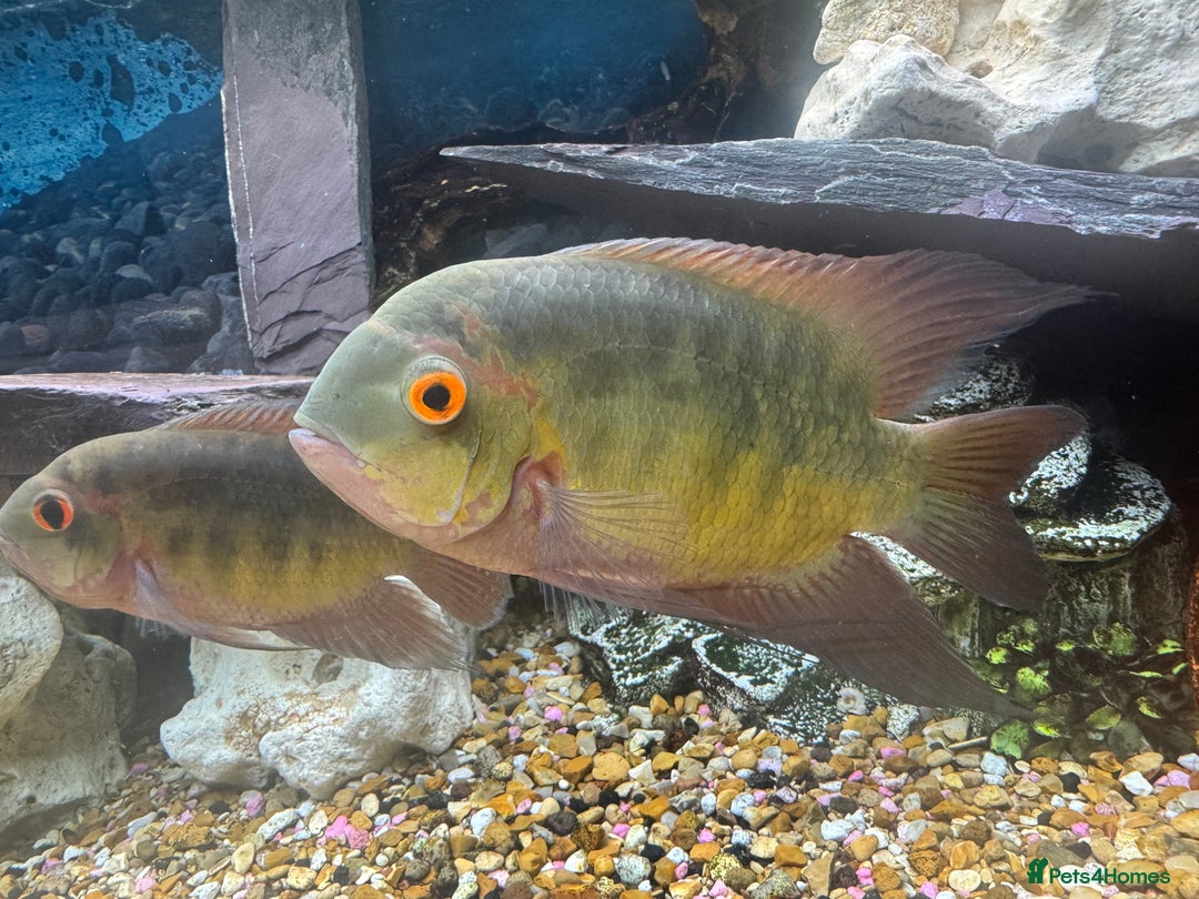 Cichlids fish for sale: Chocolate Chiclids  - Image 3