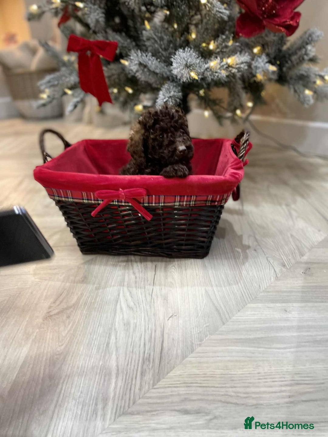 Mini Goldendoodle dogs for sale: LAST 2❗️Miniature goldenoodle pups ready now🏡🌟  - Advert 29