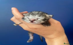 Mixed Breed cats for sale: Mixed breed ragdoll & tabby kittens - Image 7