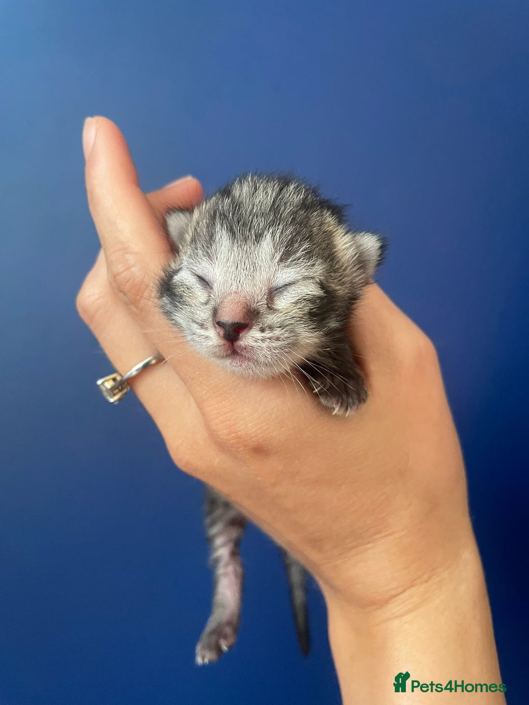 Mixed Breed cats for sale: Mixed breed ragdoll & tabby kittens - Image 7