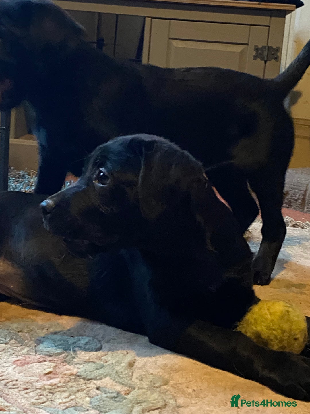 Labrador Retriever dogs for sale: Beautiful Labrador Puppies for Sale - Advert 2