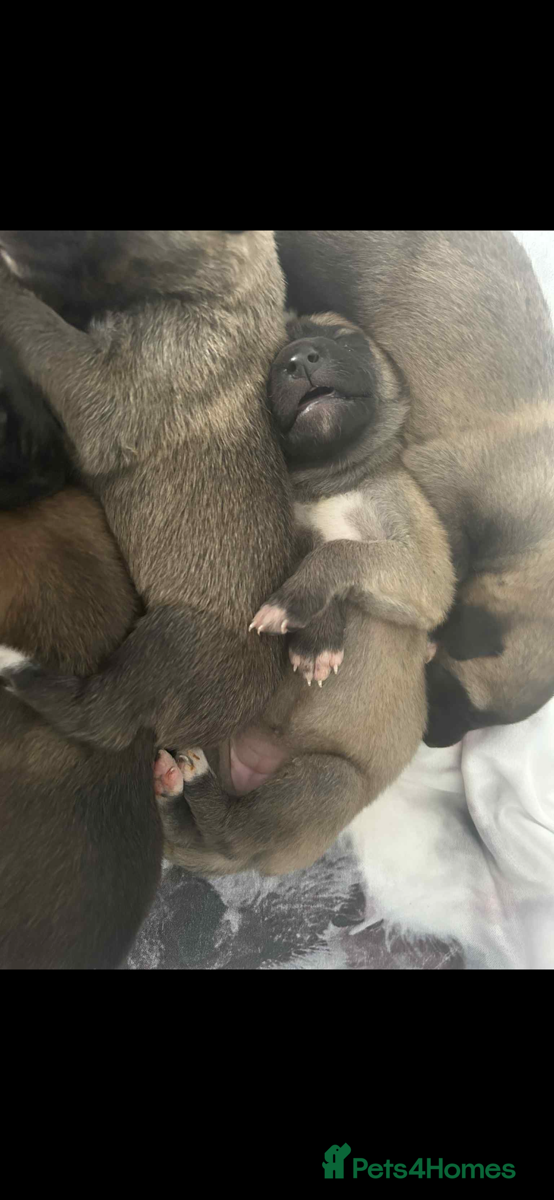 Mixed Breed dogs for sale: Belgian Malinois X Greyhound   - Image 7