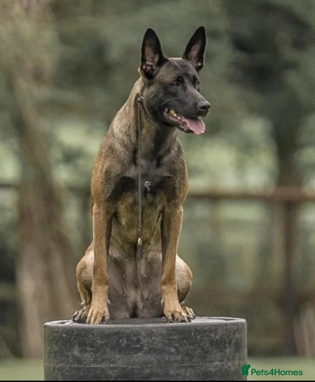 Belgian Shepherd Dog dogs for sale: Lorocmor Luna and Lorockmor Butch pups for sale  - Advert 1